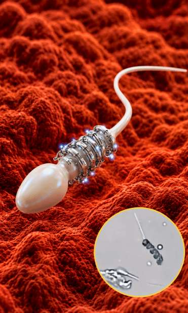 Spermbots: How Tiny Magnetic Robots Could Revolutionize Fertility Treatment