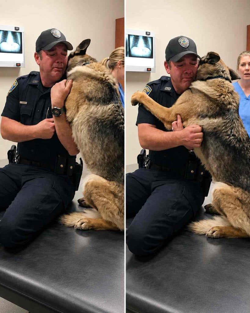 Retired Police Dog Waited Weeks for One Last Visit What Happened When His Former Partner Walked Through the Door Left Everyone in Tears