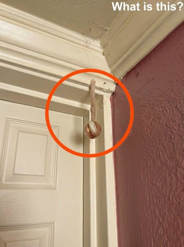 Newlyweds Discover Strange Hanging Object in Honeymoon Rental.. The Truth Left Everyone Speechless