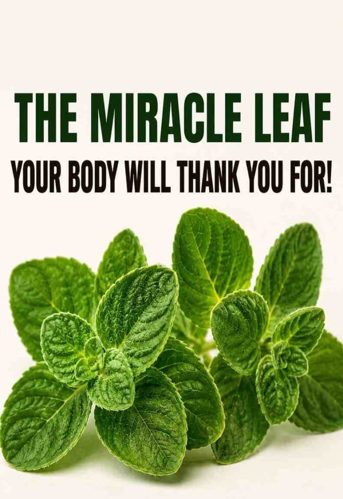 The “Miracle Leaf” Many Seniors Are Rediscovering: Why this plant Is Getting So Much Attention
