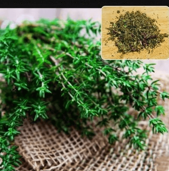 Why Every Garden Should Have Thyme: The Fragrant Herb with Remarkable Benefits