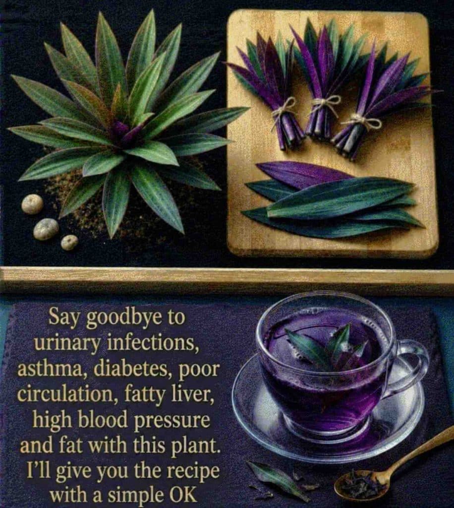 Purple Leaf Herbal Tea: A Traditi0nal Garden Remedy Many Seniors Are Rediscovering…