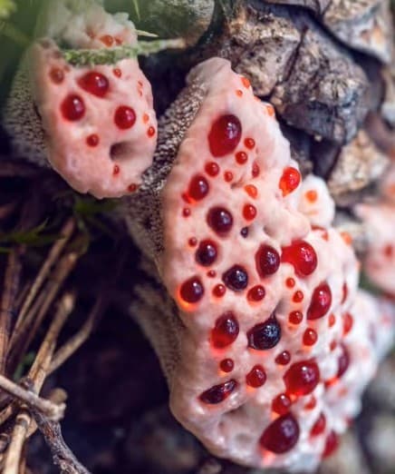 Weird looking things with Surprising Health Benefits…