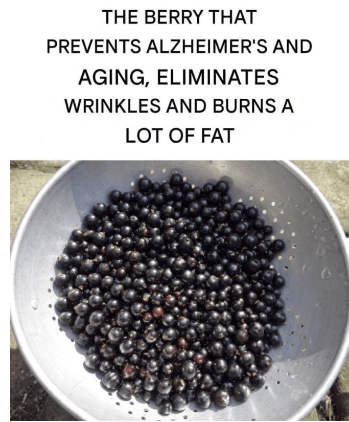 The Little Berry Many People Overlook: Why Blackcurrants Are Getting Attention for Healthy Aging