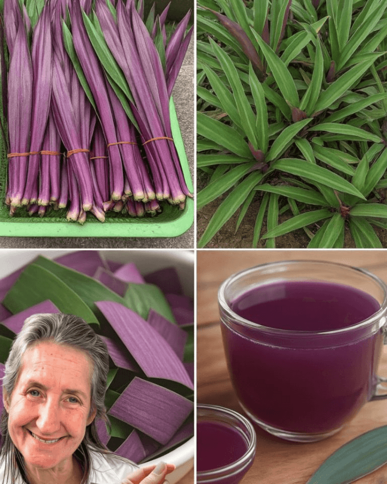 Purple Maguey: The Ancient Healing Plant Making a Modern Comeback