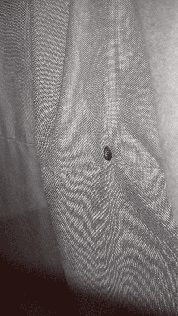 A Bug Fell From the Ceiling Onto My Sister’s Head What Is It?