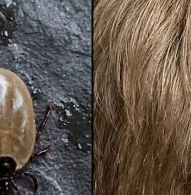 Health Alert for Parents: If You Spot This in Your Child’s Hair, Take a Closer Look