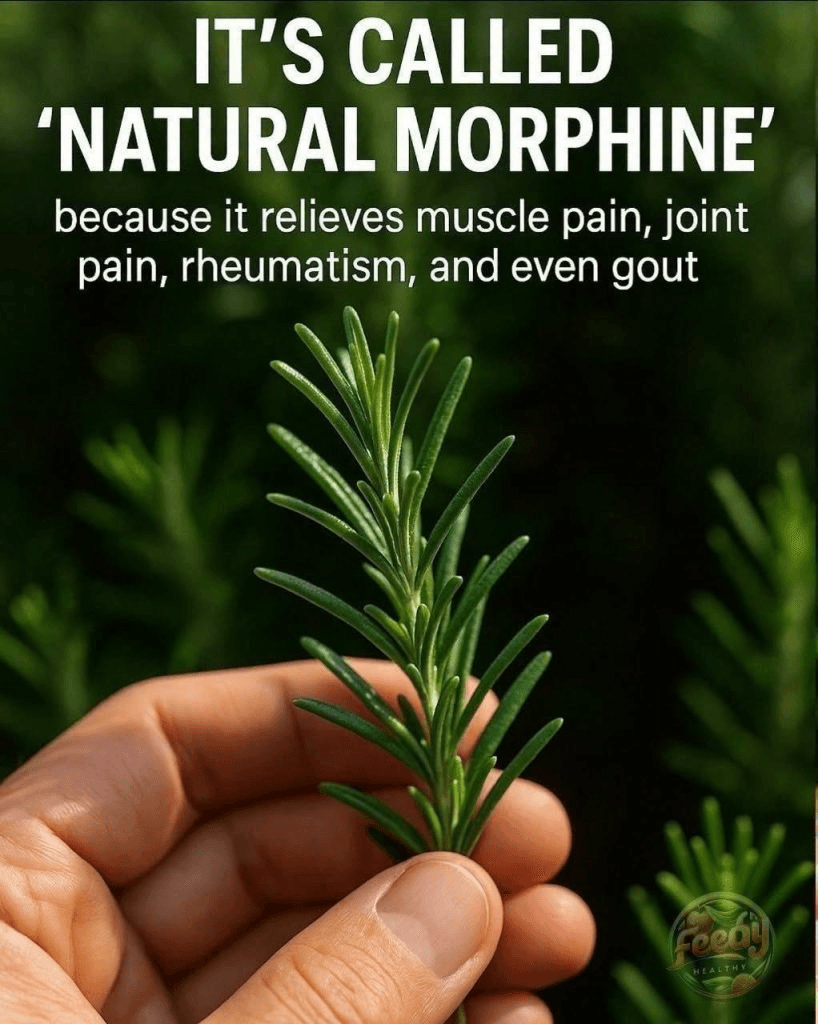 The benefits of Rosemary Tea