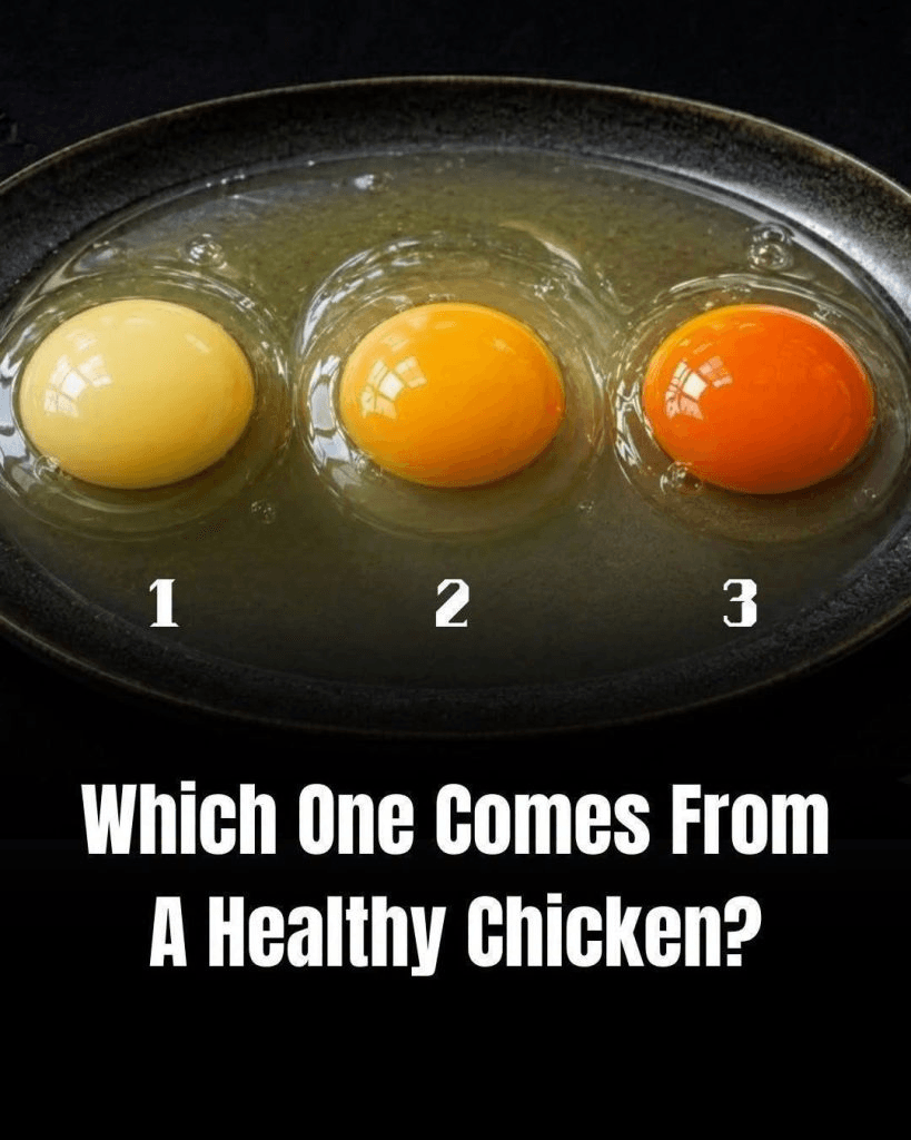 Which Egg Came From the Healthiest Chicken