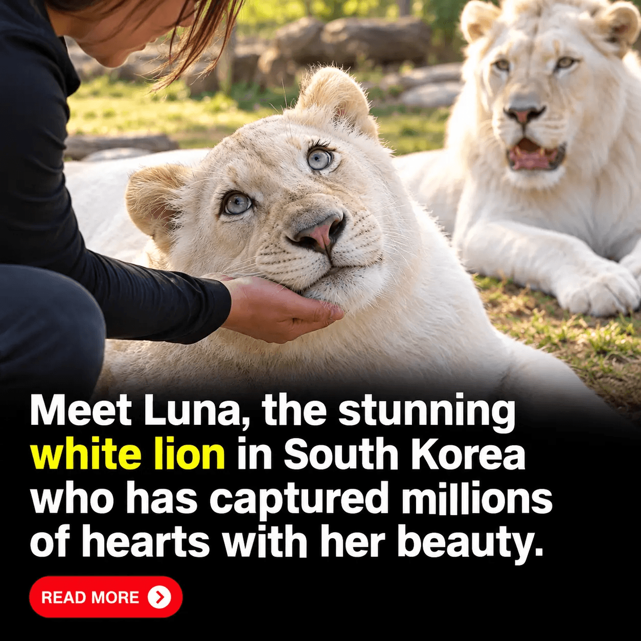 Meet Luna, the Stunning White Lioness in South Korea Whose Magical Beauty Has People Wondering If She’s Even Real 🦁✨
